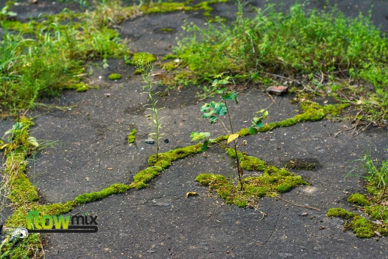 stop moss and weeds poking through concrete